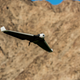 Image for article titled This is what it looks like to crash a brand new $1,300 plane-like drone
